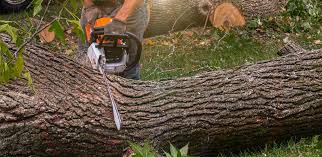 Best Palm Tree Trimming  in Mount Sterling, IL