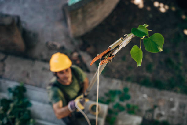 Best Pest Control for Lawns  in Mount Sterling, IL